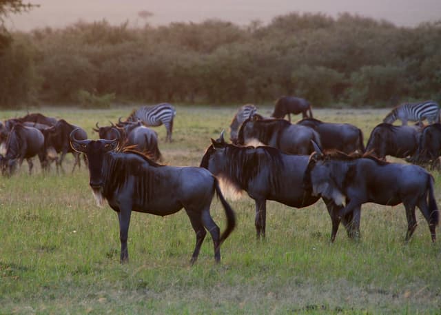 Spectacular Samburu & Mara Safari – 7 Days